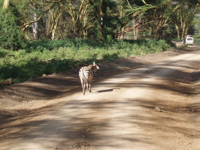 Why did the zebra cross the road?